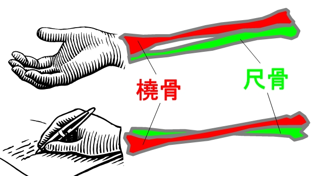 ２本の骨 コツ をつかむ 視力回復ココだけの秘密 トレーニングで目の潜在能力を極限まで引き出す方法